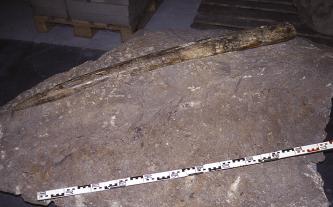 Das Bild zeigt einen bräunlich verfärbten Elefantenstoßzahn, eingebettet in einen grauen Gesteinsblock. Ein Maßband unten gibt die Länge des Fundes an.