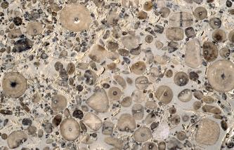 Detailaufnahme eines Gesteins. Die Grundsubstanz ist hellbeige, in dieser sind sehr viele rundliche, dunkelbeige bis braune Fossilien eingeschlossen.