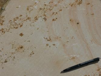 Das Bild zeigt eine Nahaufnahme einer gesägten, gelblich braunen Sandsteinoberfläche der Exter-Formation.