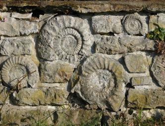 Blick auf eine grünlich graue Mauer aus waagrecht geschichteten Steinen, in die mehrere runde Ammoniten eingelassen sind.