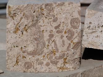Großaufnahme eines hellgrauen Gesteinsblockes mit Sägekanten. Auf der Oberfläche sind runde und halbrunde, dunklere Einschlüsse erkennbar.