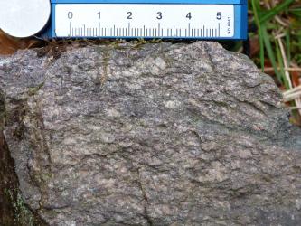 Handstück eines massigen, mittelgrauen Gesteins, welches nur eine undeutliche Einregelung der Kristalle zeigt. Am oberen Bildrand befindet sich ein cm-Maß als Maßstab.