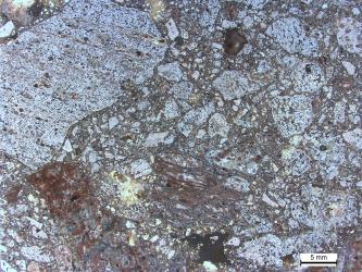 Nahaufnahme einer Gesteinsplatte. Die Oberfläche des bräunlichen Gesteins ist von unterschiedlich großen, hellgrauen bis dunkelgrau gefleckten Stücken durchsetzt.