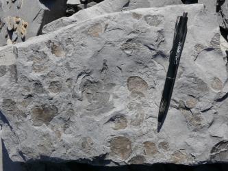 Blick auf ein hellgraues Gesteinsstück mit zahlreichen darin eingebetteten, von Muscheln stammenden bräunlichen Schalenresten. Rechts dient ein aufgelegter Kugelschreiber als Größenvergleich.