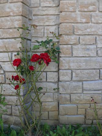 Das Bild zeigt eine Bruchsteinmauer aus beige-grauem Kalkstein. Mittig links vor der Mauer wächst eine Rose mit mehreren roten Blüten.