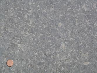 Blick auf eine Gesteinplatte aus mittelgrauem Gestein, in welchem viele hellgraue, kleine und unregelmäßig geformte Flecken sind. Links unten in der Ecke befindet sich eine Münze als Maßstab.