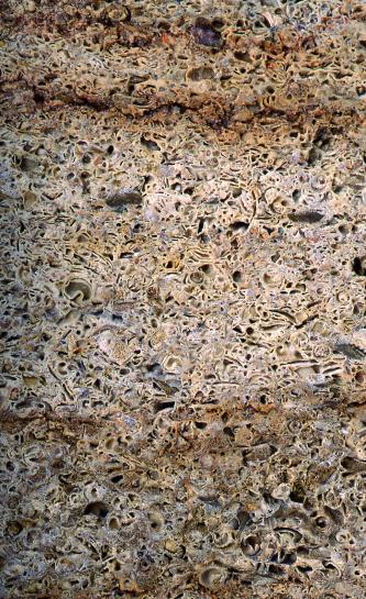 Gesteinsplatte aus sehr grobem Gestein mit vielen Hohlräumen, welche an einen Schwamm erinnern. Das Gestein ist beige bis bräunlich.