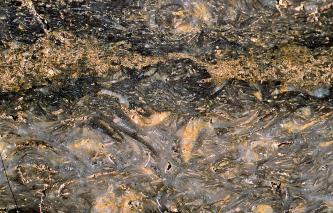 Nahaufnahme einer Gesteinsoberfläche mit eingebetteten Schalen und Schalenresten. Die Farbskala reicht von schwarzgrau (oben) bis rötlich grau (unten), dazwischen verlaufen gelbliche Flecken und Schlieren.