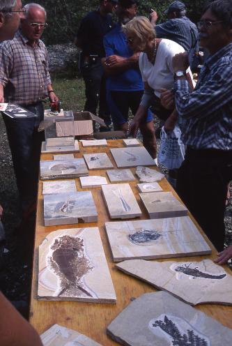 Auf einem Holztisch sind mehrere Fundstücke von Fossilien, eingebacken in Gestein, ausgelegt. Interessierte Betrachter umstehen den Tisch.