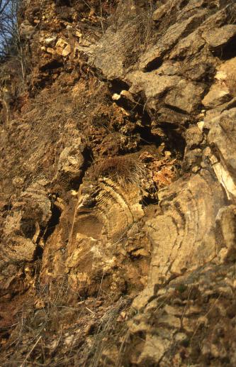 Teilansicht einer bewachsenen Steinbruchwand mit bogenförmigen, bräunlich grauen Gesteinsbildungen.