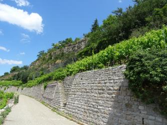Seitlicher Blick auf einen nach rechts aufsteigenden Rebhang mit oben anschließenden Felsreihen im Mittel- und Hintergrund. Der Hang ist mit einer langen Steinmauer sowie einem Zaun abgestützt und gesichert. Davor verläuft ein Fahrweg.
