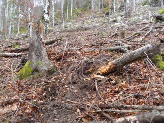 Aufwärts gerichteter Blick auf einen steilen Waldhang, der mit Trümmerteilen von Bäumen übersät ist. Links der Bildmitte steht noch ein Baumstumpf. Im Vordergrund ist der Waldboden teilweise aufgerissen.