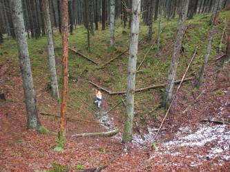 Der Blick richtet sich in einen Nadelwald. Im Vordergrund ist eine tiefe Mulde im Waldboden zu sehen, in er eine Person steht.