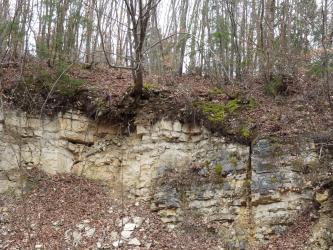 Das Bild zeigt die Abbruchkante eines Steinbruches unter Wald. Unter der verwurzelten Bodendecke ist das Gestein rissig und links gelblich braun, rechts grau. Links hat sich noch Laub aufgehäuft.