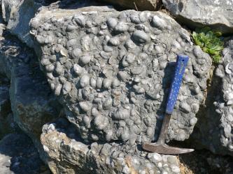 Das Bild zeigt einen grauen Gesteinsbrocken, in den zahlreiche Schneckenschalen verbacken sind. Ein angelehnter Hammer rechts zeigt die Größenverhältnisse an.