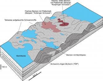 Dreidimensionale, mehrfarbige Schnittzeichnung, das einen Ausschnitt der westlichen Schwäbischen Alb zeigt. Dargestellt sind tiefe und flache Becken mit Plattenkalken, aber auch hochgewölbte Schwammriffe.
